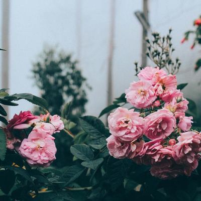 Flores rosas